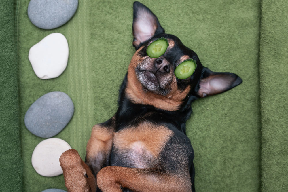 Zen Relaxation - Dog